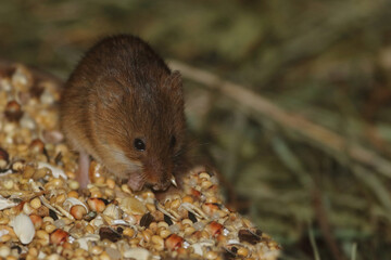 Eurasische Zwergmaus / Eurasian harvest mouse / Micromys minutus