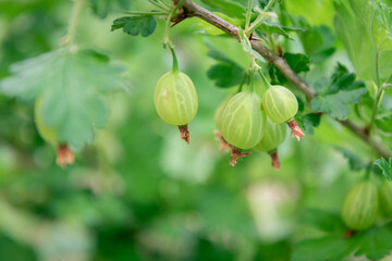 Gooseberry bush is unripe, green.