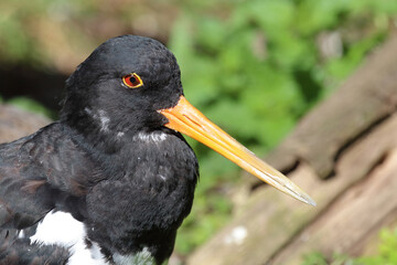 Austernfischer / Eurasian oystercatcher or Common pied oystercatcher / Haematopus ostralegus