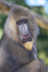 Mandrill / Mandrill / Mandrillus sphinx