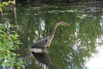 Junior Great Blue Heron fishing
