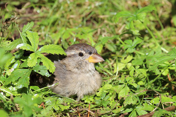 Hausspatz / House sparrow / Passer domesticus