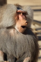 Mantelpavian / Hamadryas baboon / Papio hamadryas.