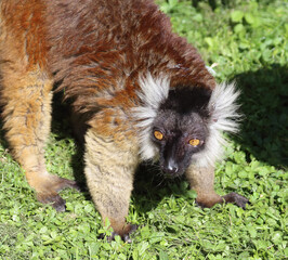 Mohrenmaki / Black lemur / Eulemur macaco