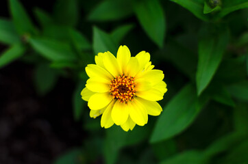 Single yellow flower on a green background with leaves.