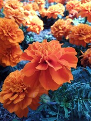 orange and blue flowers
