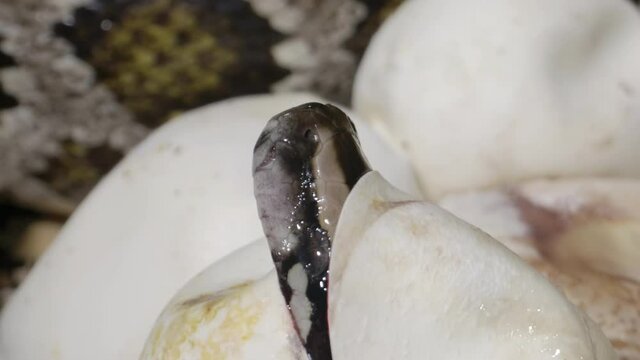 Hatching baby python in nest - snakes emerging from eggs