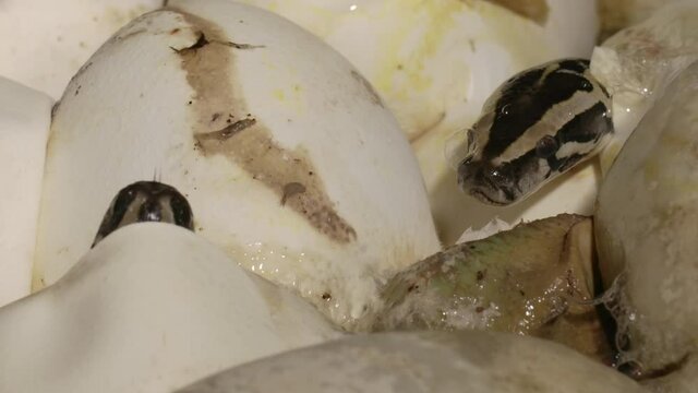 python snakes hatching in a nest - eggs cracking and tiny reptiles coming out