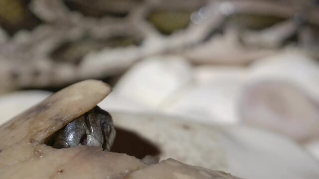 Hatching baby python peeking out from shell