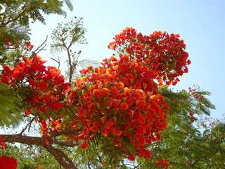 [Madagascar] Beautiful Delonix regia flowers in full bloom  in Toliara