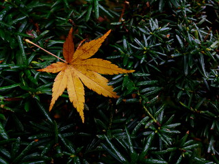 A deciduous autumn leaf Autumn colors