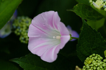 pink flower in the garden