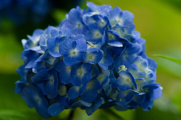 close up of a hydrangea