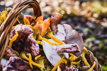 Variety of mushrooms on a basket. (closeup)