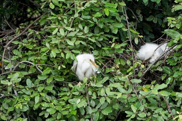 鋭い目つきで周囲を警戒するコサギの雛