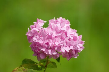 木漏れ日浴びて輝く満開のピンクのアジサイ