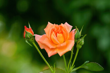 ひっそりと咲くちょうど見頃のオレンジ色のバラ