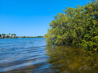 Fototapeta na wymiar river and trees mangroves in Florida saltwater