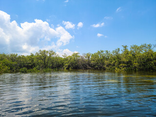 Florida Mangroves Tarpon Springs