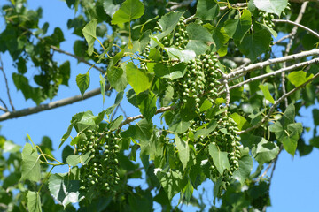 Early summer eastern cottonwood tree or leaves and seed capsules against blue sky - obrazy, fototapety, plakaty