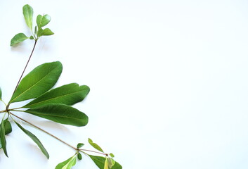 green leaves on white