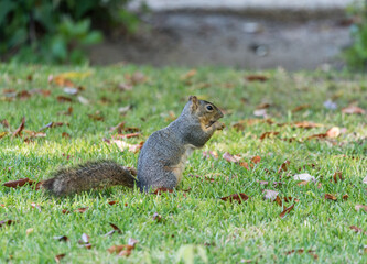 Naklejka na ściany i meble Grey squirrel in the backyard, Los Angeles, Southern California
