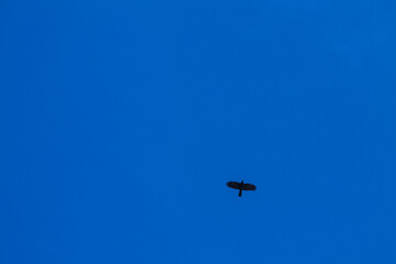 blue sky with flying black crow. Bird on a blue background. background with blank space for text