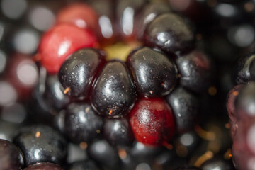 Closeup to a blackberry with different purple and red tones