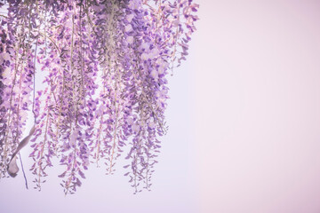 藤の花2