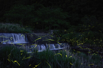 清らかな川の近くで光っているホタル