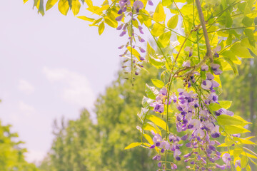 藤の花1