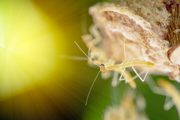 Praying mantis nymphs
