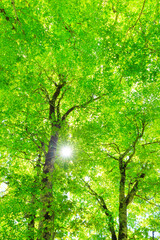 Fototapeta na wymiar green forest with sun rays