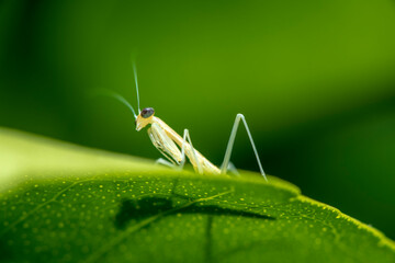 Praying mantis nymph
