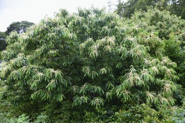 Japanese chestnut blossoms. Fagaceae deciduous fruit tree.