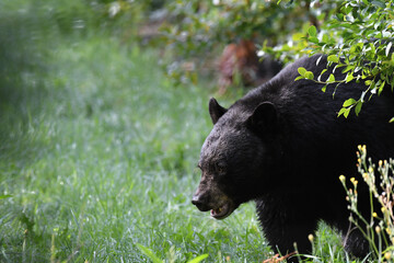 Large black bear foraging for blueberries