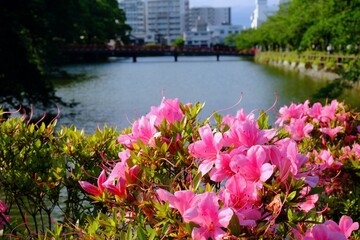 Fototapeta na wymiar 小田原城のお濠とツツジの花