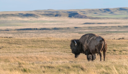Single male plains bison on the plains in Grasslands National Park, Saskatchewan, Canada