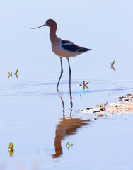 American Avocet 
