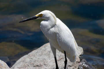 Snowy Egret 