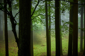 春の三峰神社の森林