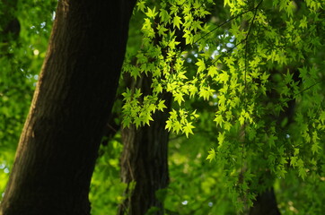 朝日を受けるモミジの新緑