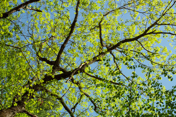 Tree branches stretching across blue skies