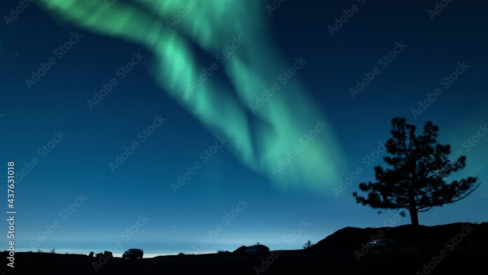 Canvas Prints aurora borealis green loop overlook with tree northern lights