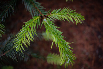 branches of a pine