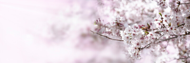 日本の桜の花の背景（うららかな春の日） - obrazy, fototapety, plakaty