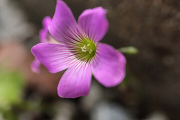 神社にある風景　小さな花
