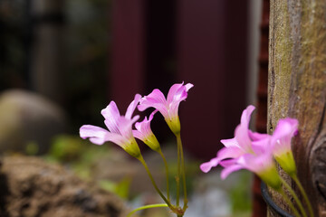 神社にある風景　小さな花
