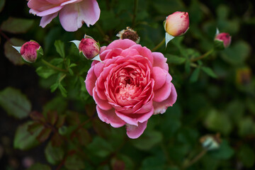 A Rose is a woody perennial flowering plant of the genus Rosa, in the family Rosaceae, or the flower it bears.There are over three hundred species and thousands of cultivars.They form a group of plant