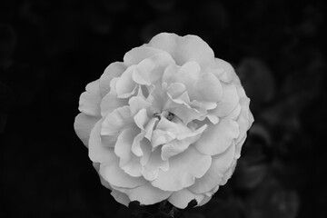 Camellia japonica, known as common camellia, Japanese camellia, or tsubaki in Japanese, is one of...